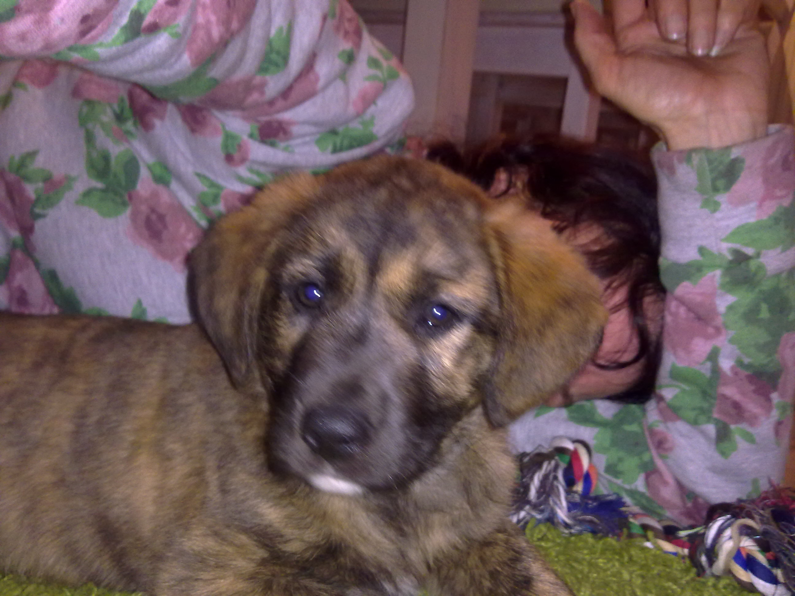 Labrador sennenhund mix welpen